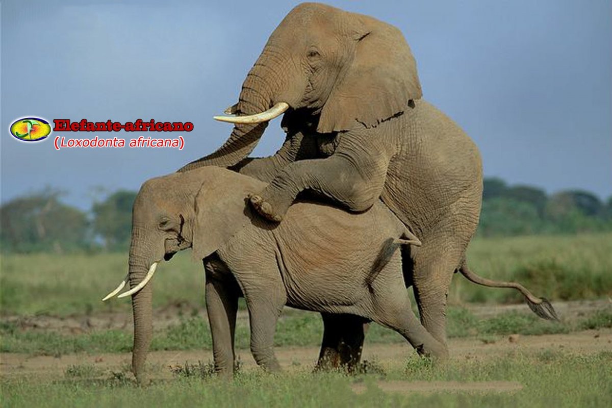 Самки и самцы животных