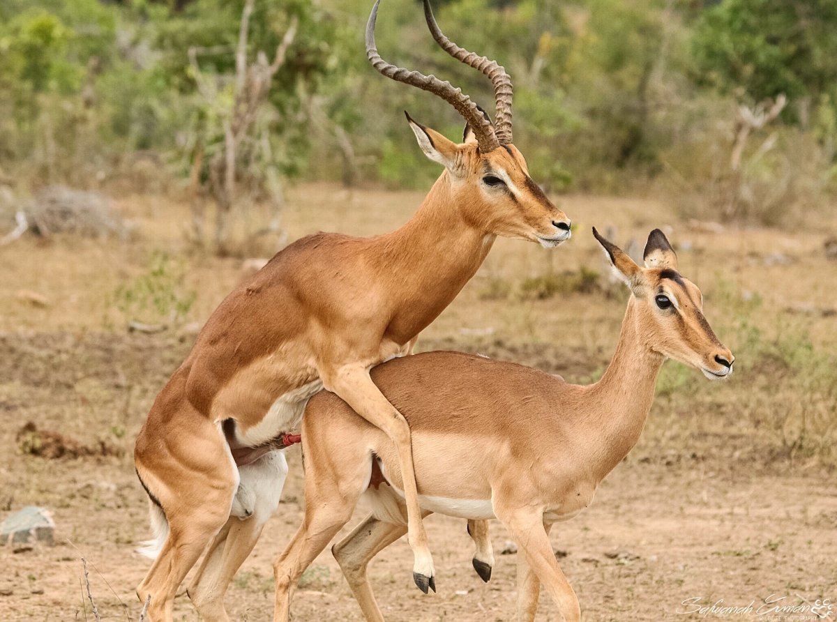 Гомосексуальные животные