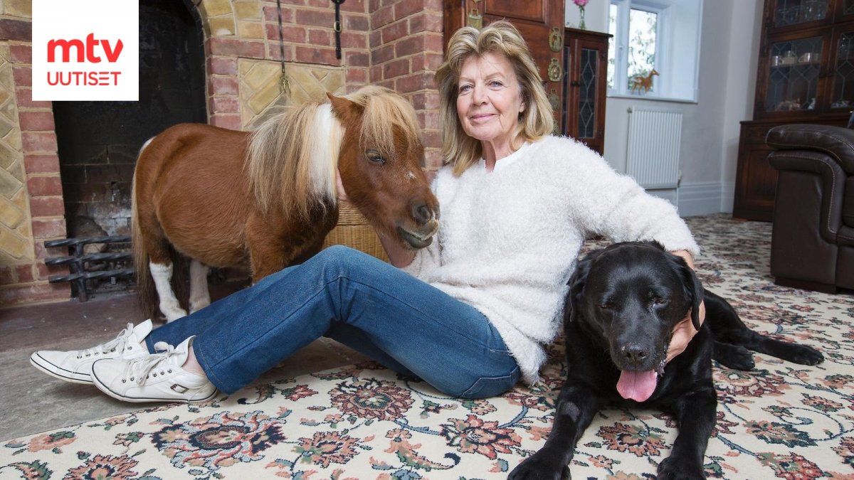 Домашняя мини лошадь