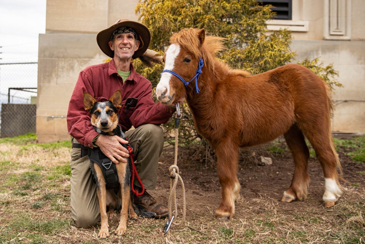 Маленькие пони живые