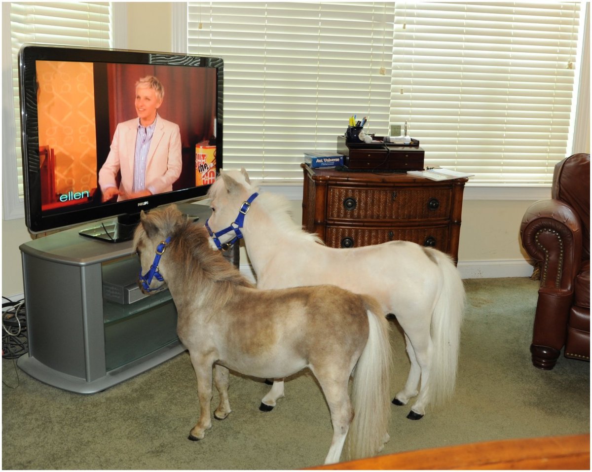 Домашняя мини лошадь