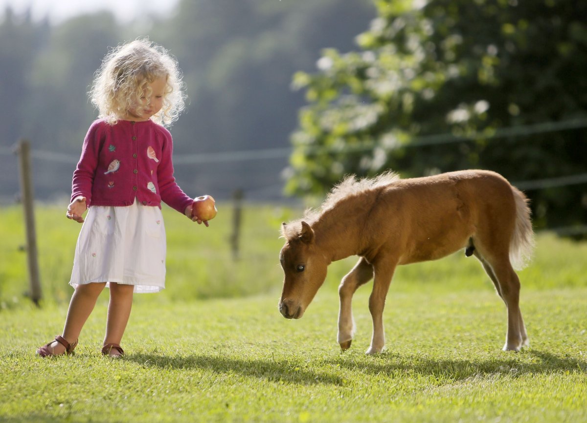 Пони Фалабелла Литтл Памкин
