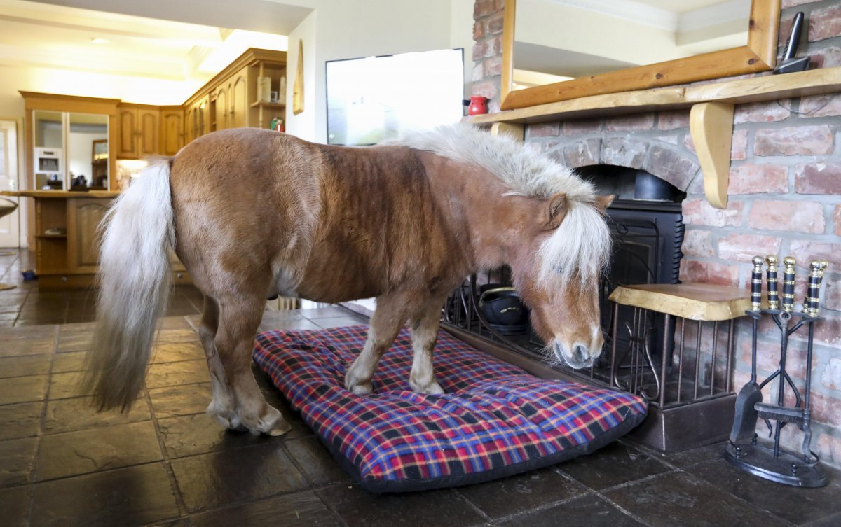 Карликовые лошадки в квартире