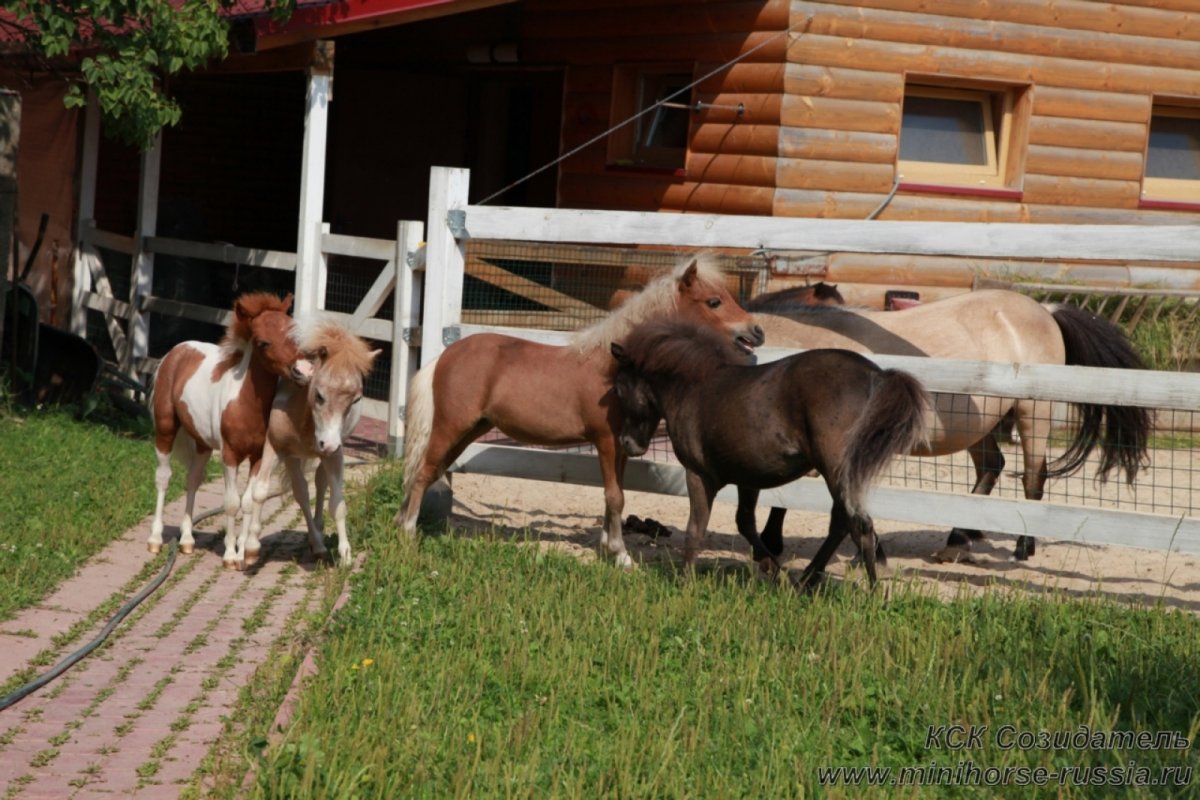 Лошади Фалабелла поводыри