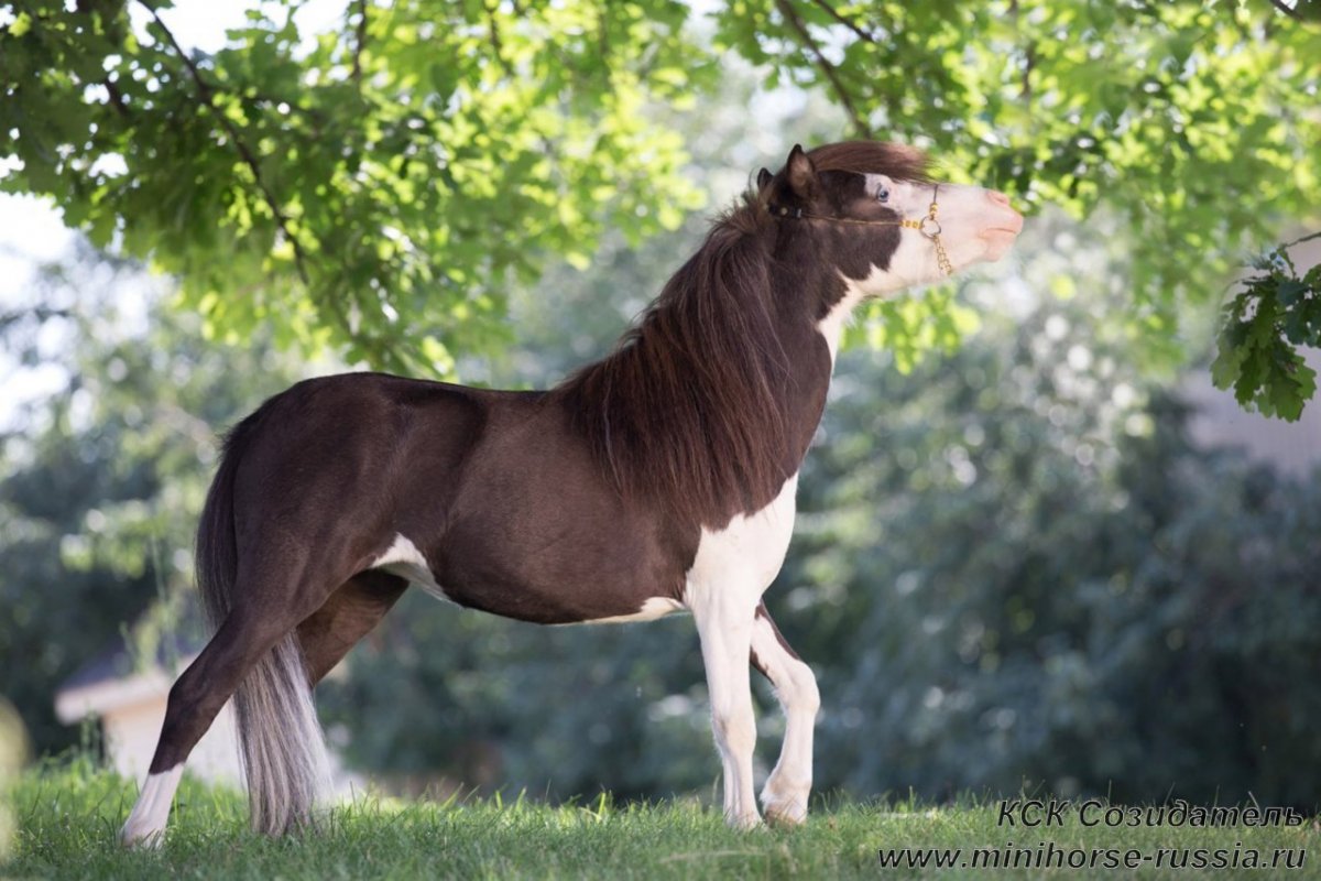 Жеребец Литтл Пампкин