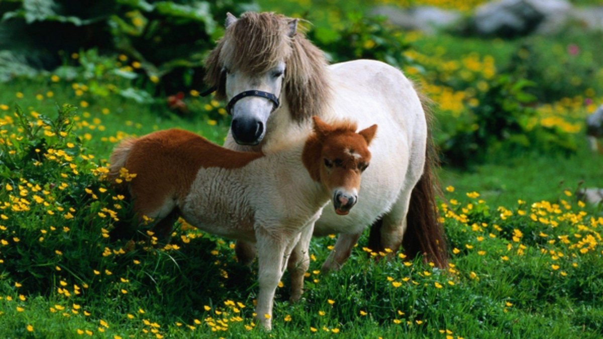 Животное похожа на маленькую лошадь