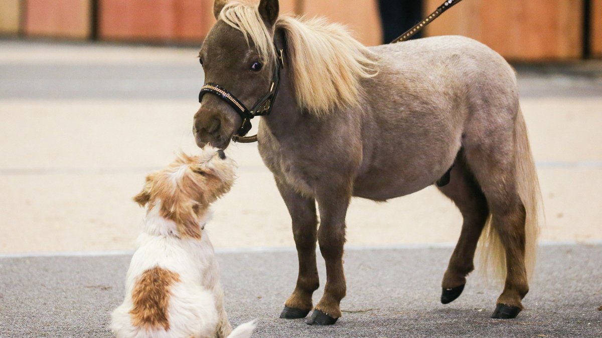 Мини пони мини Хорс