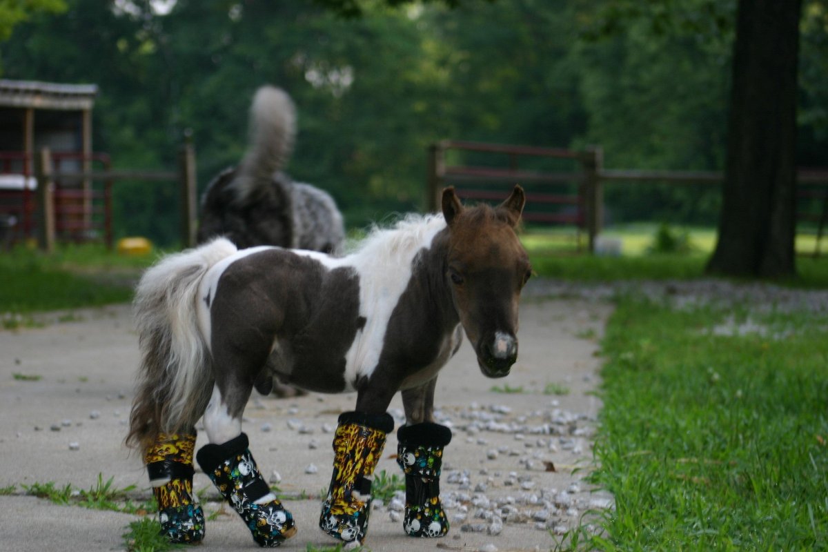 Пони Фалабелла рост