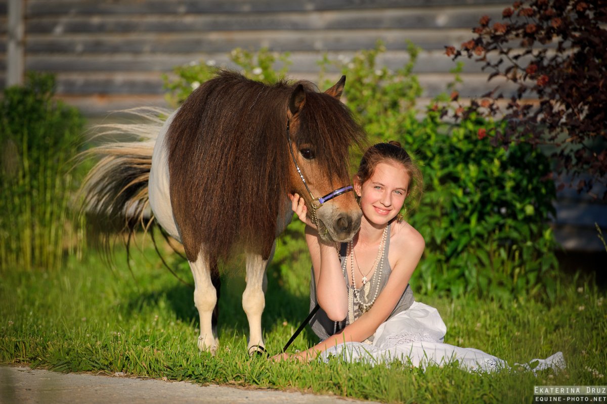 Пони лошадь Фалабелла