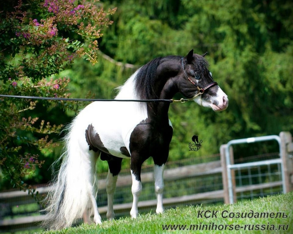 Шетландский пони