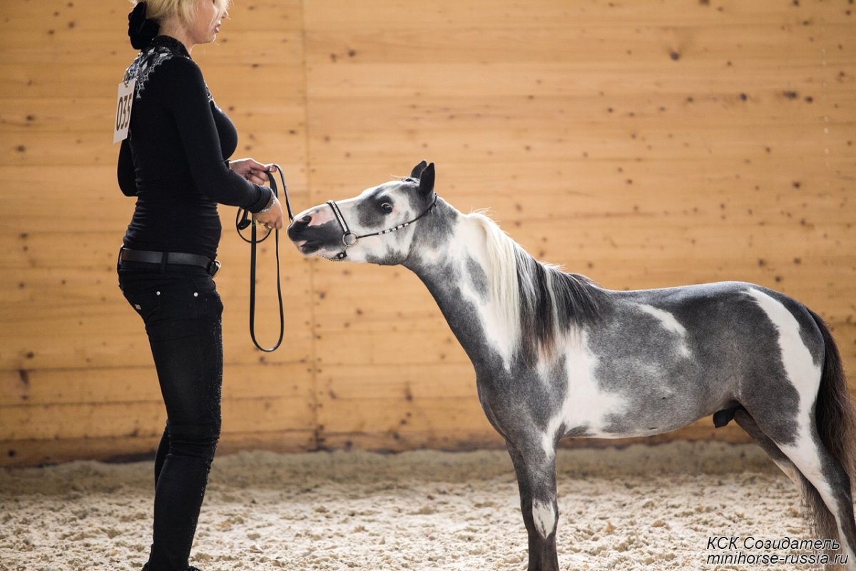 Пегас Фалабелла