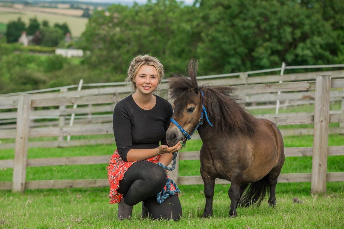Арабская лошадь в упряжке