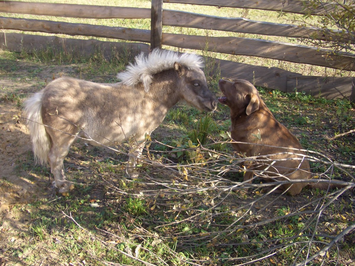Шетлендский пони с жеребенком