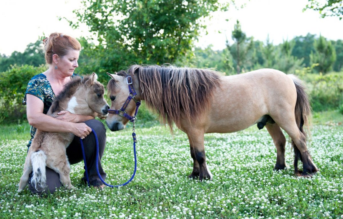 Ферма лошадей в Москве