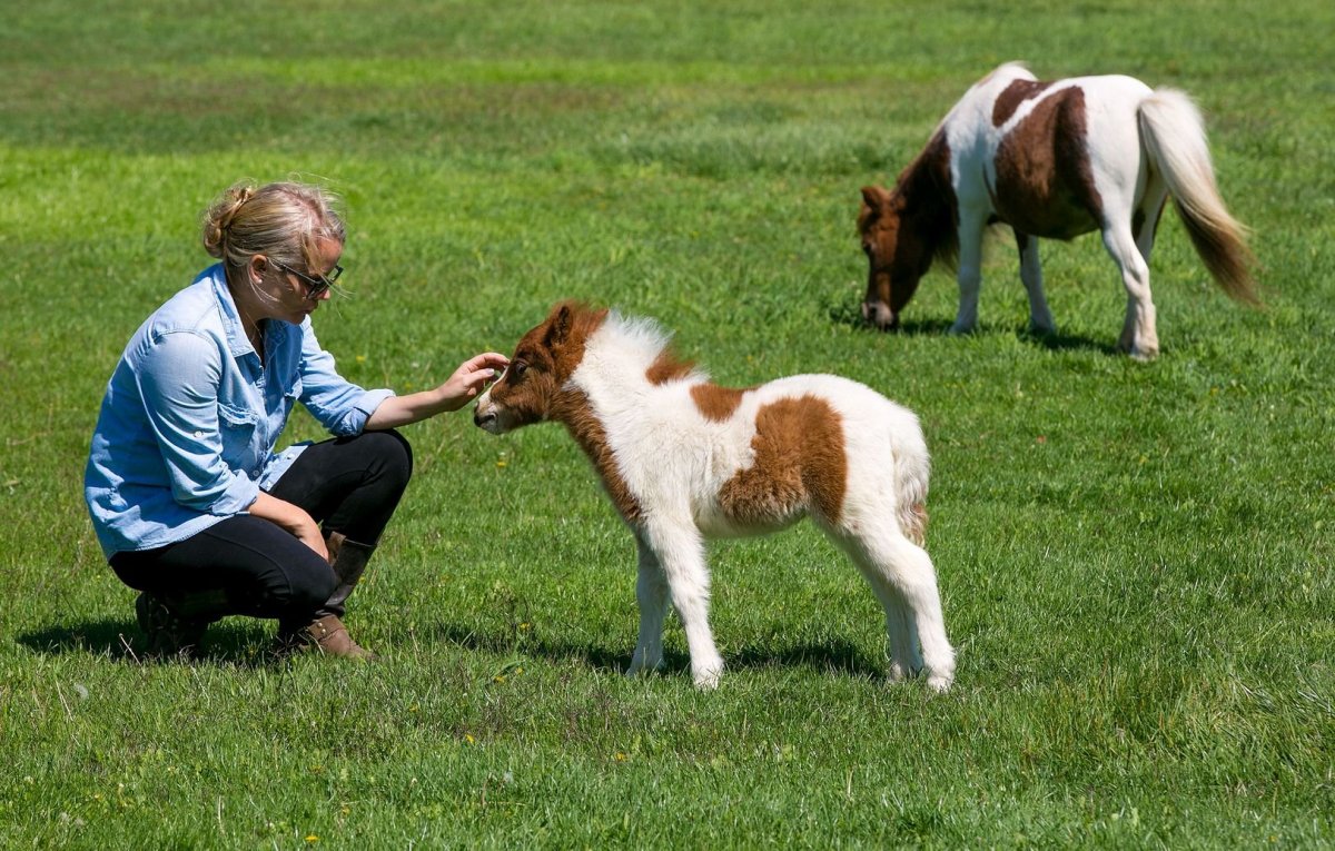 Американская мини лошадь в доме