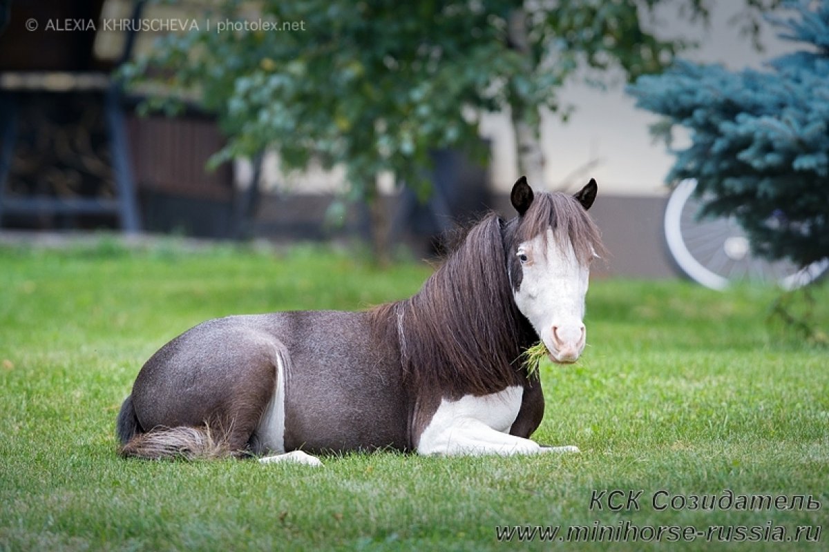 Уэльский пони Пегий