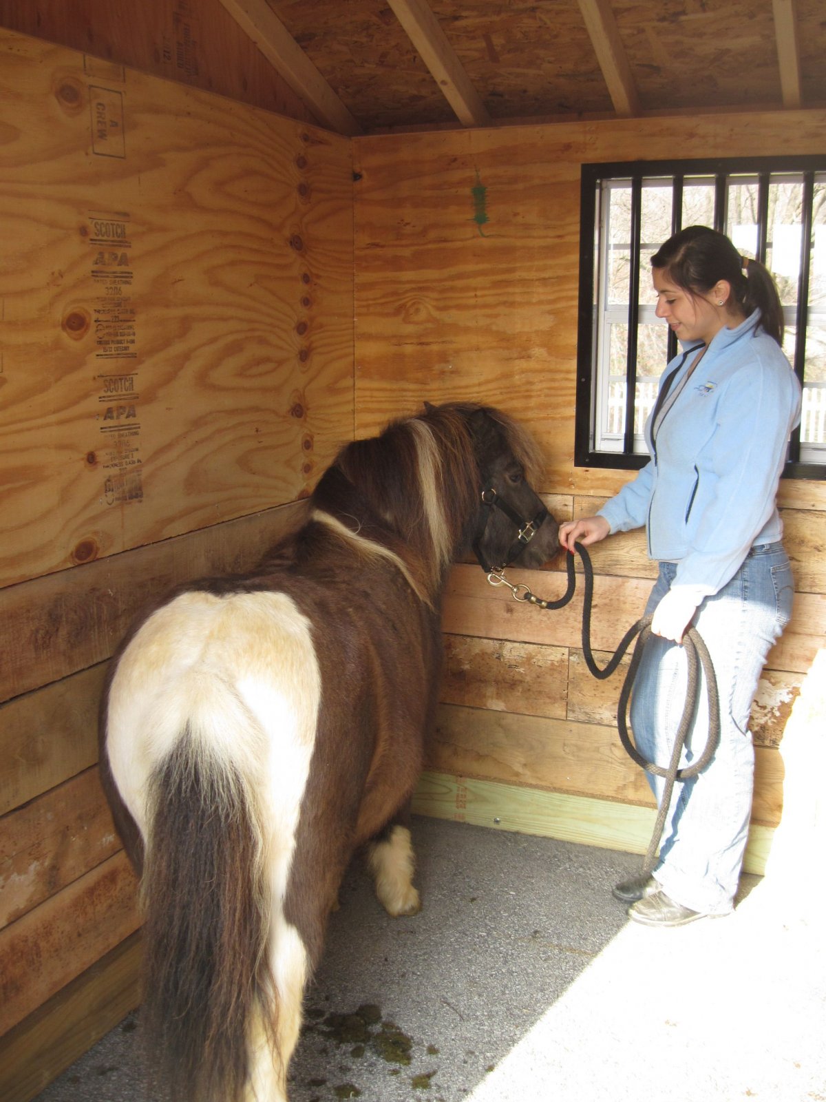 Фалабелла лошадь или пони