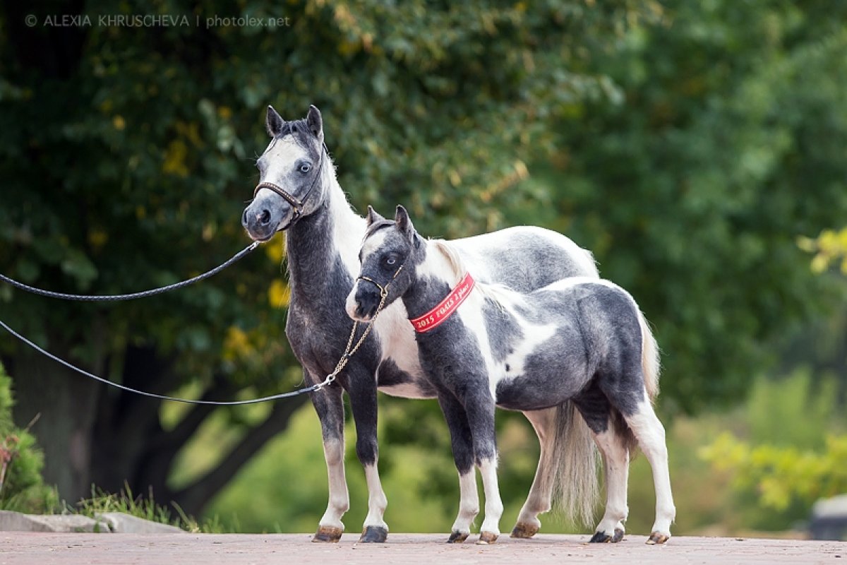 Мини пони мини Хорс