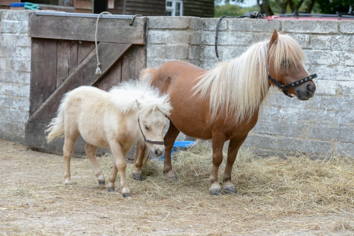 Пони в свитерах Шотландия