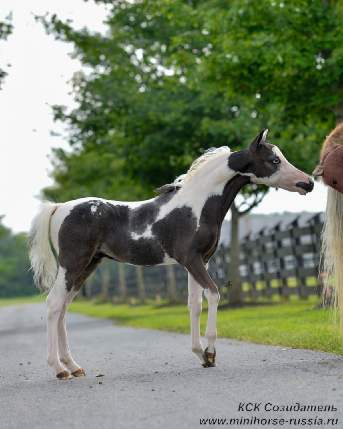 Фалабелла лошадь