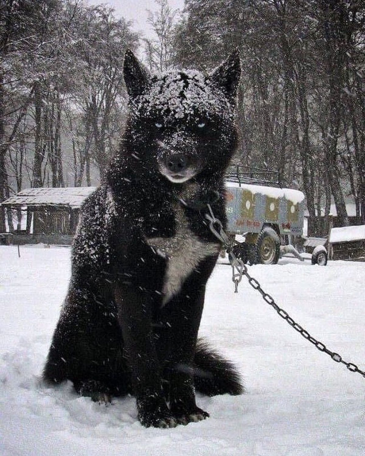 Волки и медведи