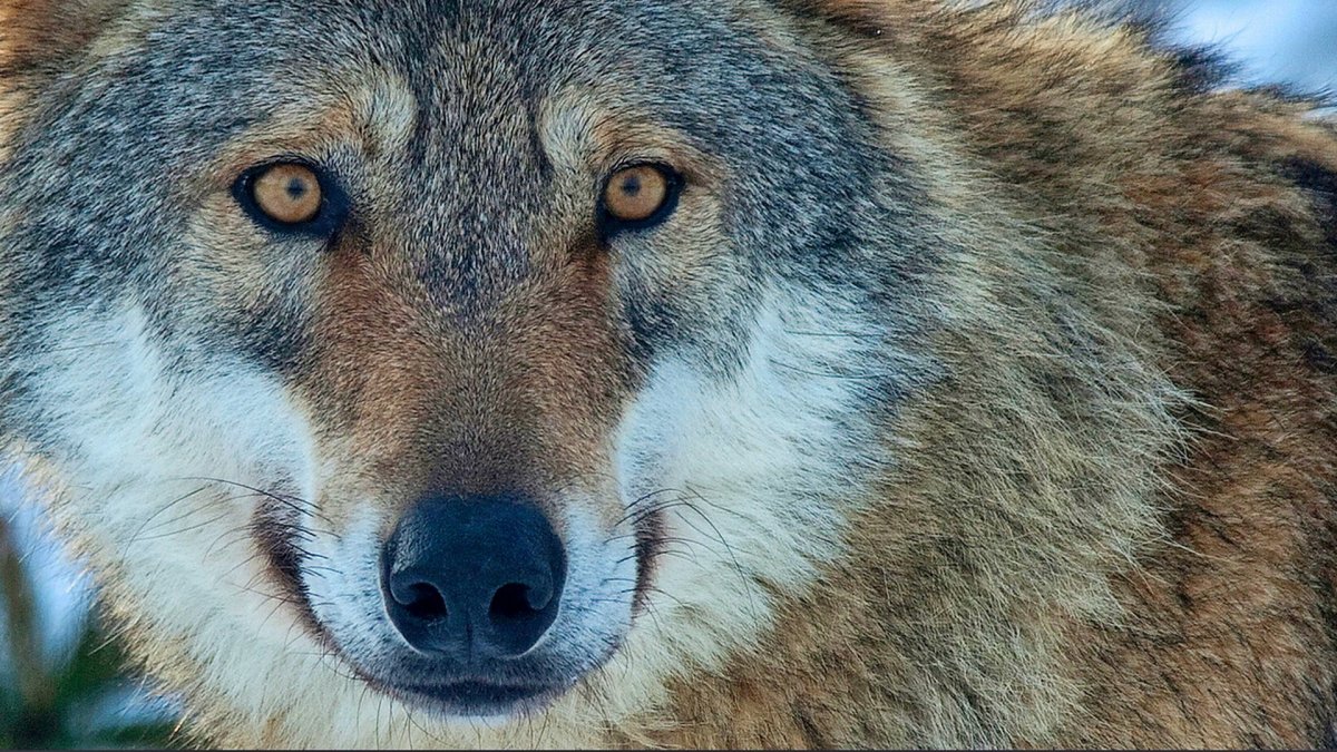 Волк в августе в Ленинградской области фотографии