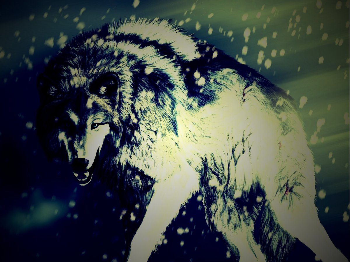Волк обои на рабочий стол 1920х1080