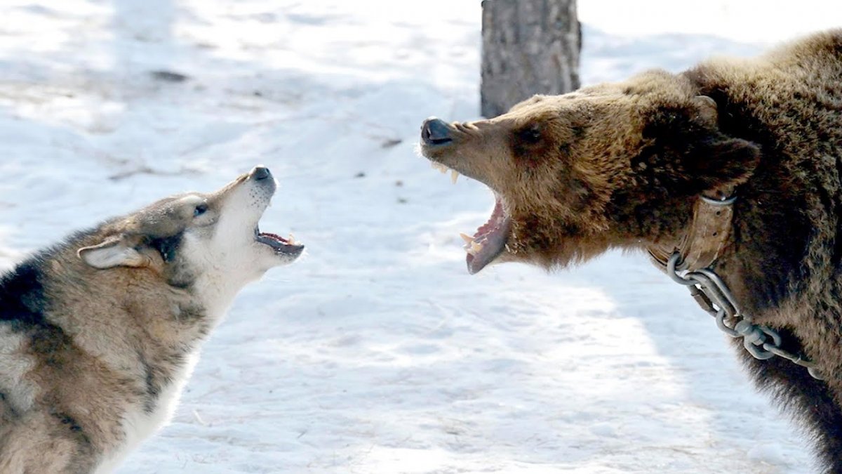 Поцелуй волка