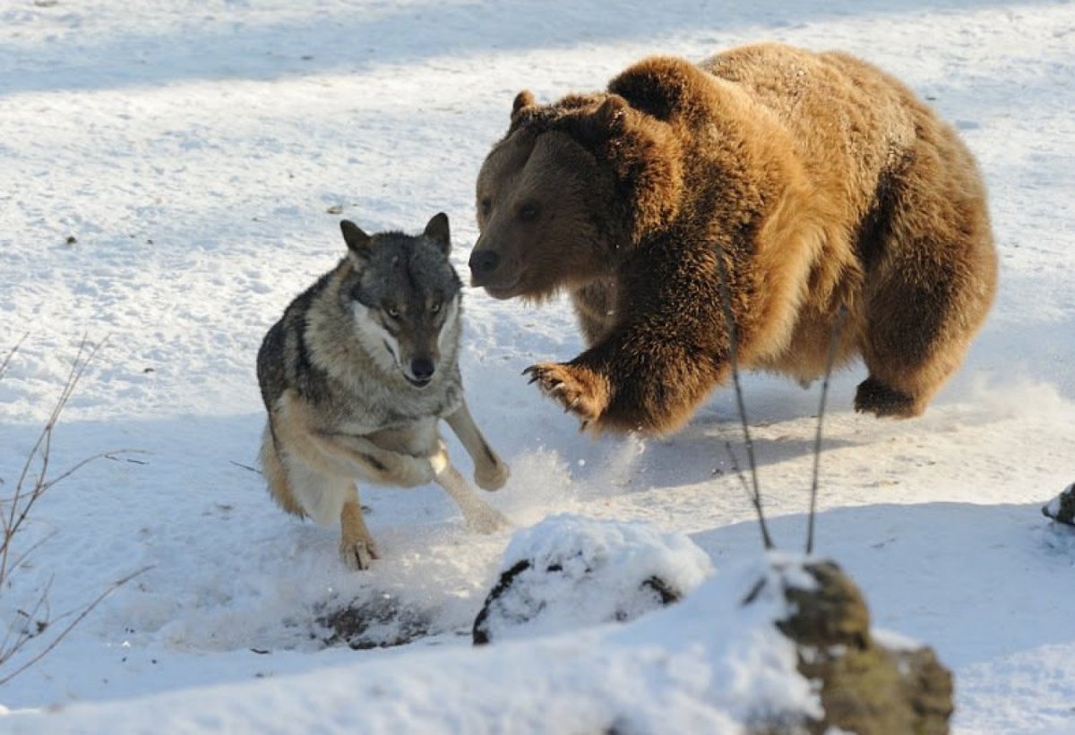 Коловрат с волком