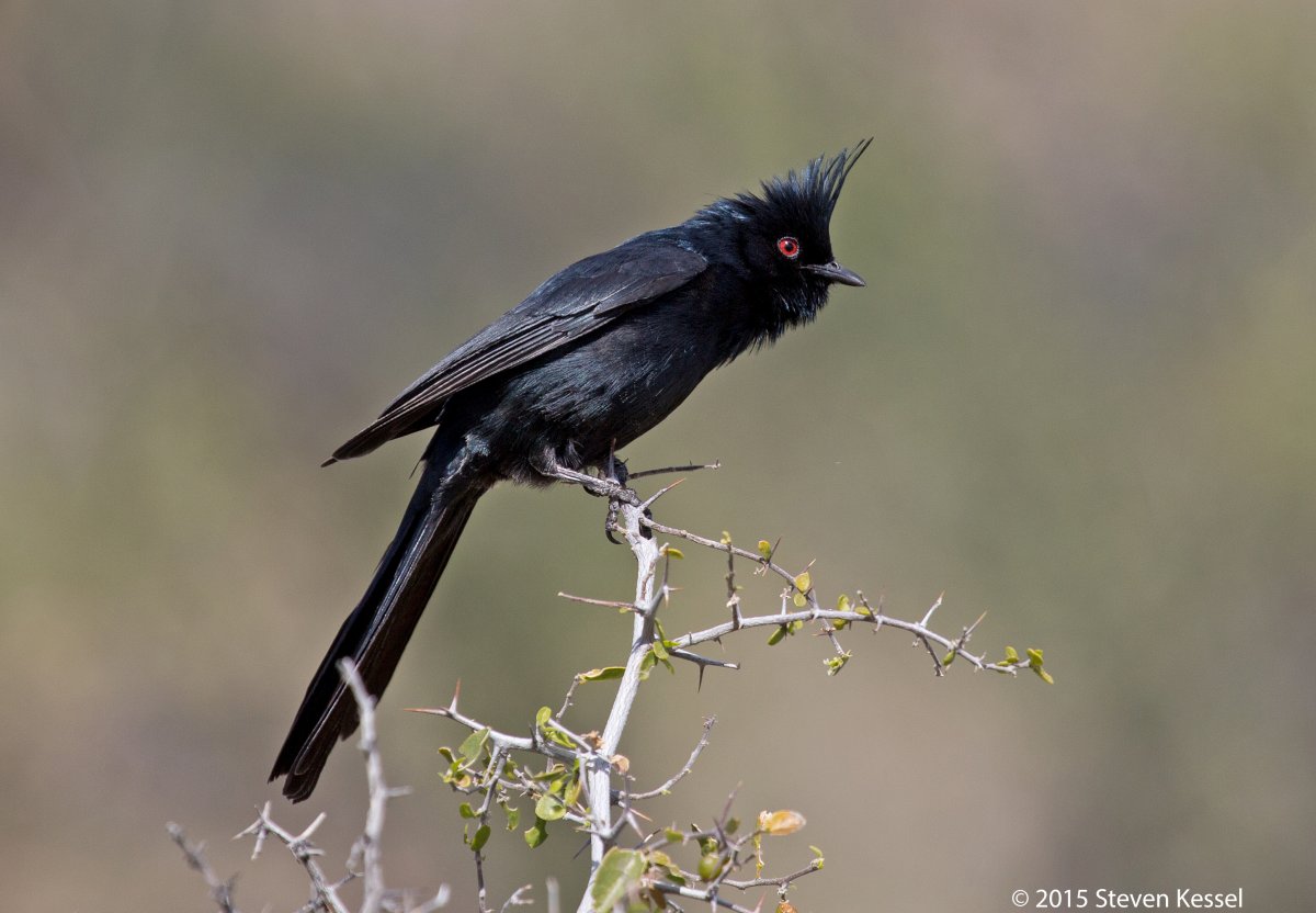 Черный Кардинал