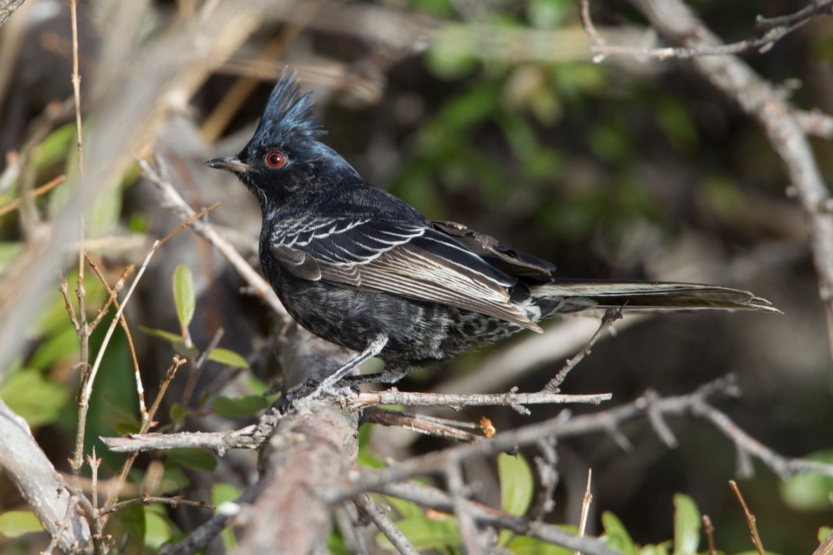 Чёрный шелковистый свиристель
