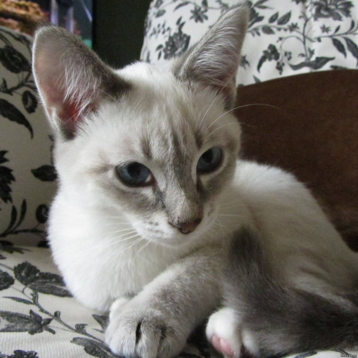 Тайская кошка окрас сил тебби Пойнт