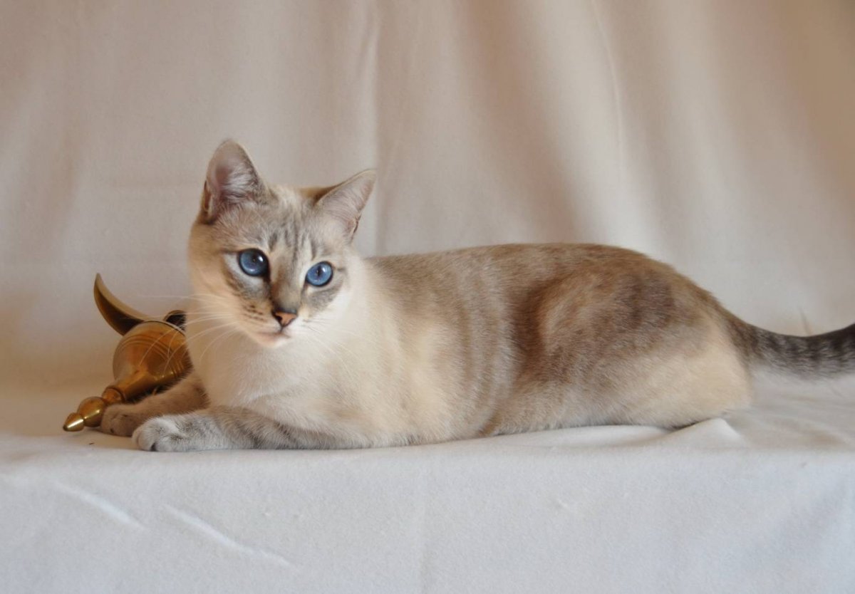 Тайская кошка табби Пойнт серый