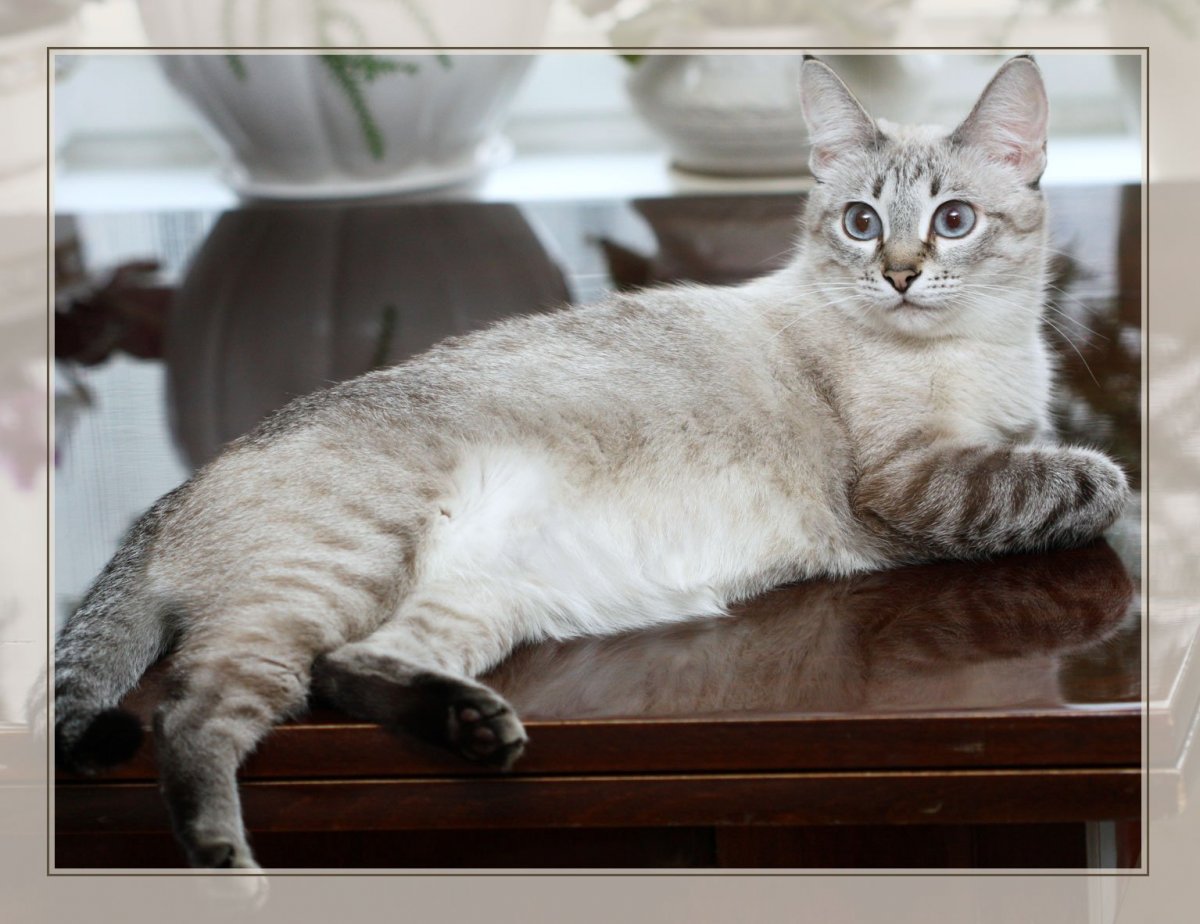 Табби Блю Пойнт тайская