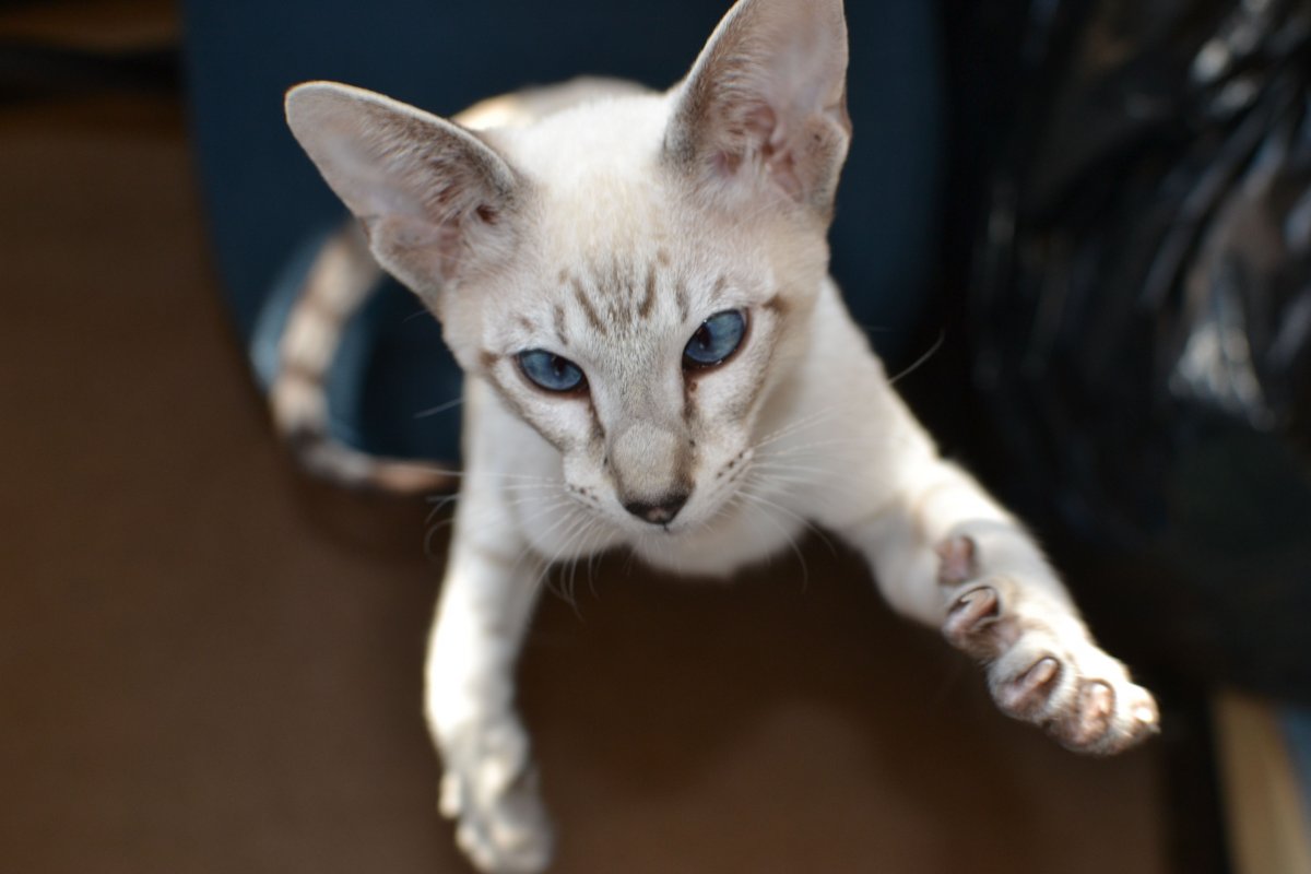 Ориентальный табби Пойнт