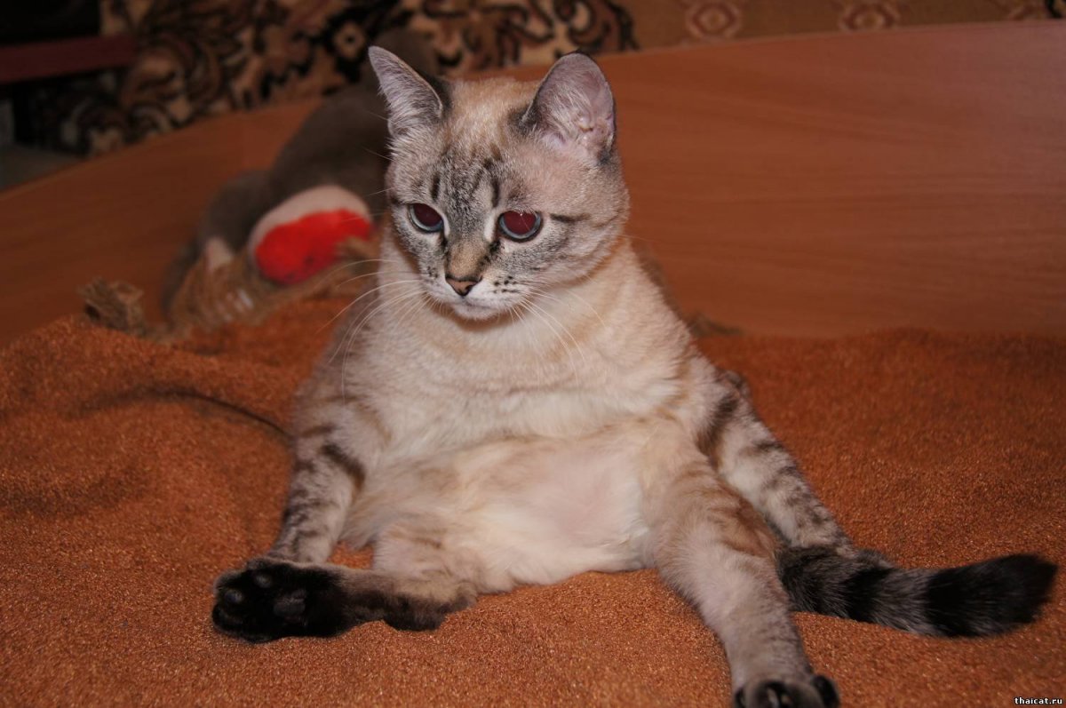 Шоколад тебби Пойнт тайская