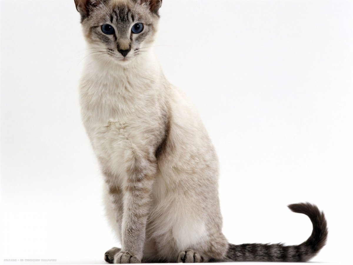 Тайская кошка табби Пойнт