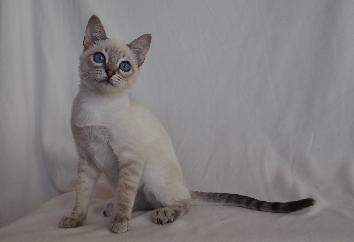 Тайский кот Блю тебби Пойнт