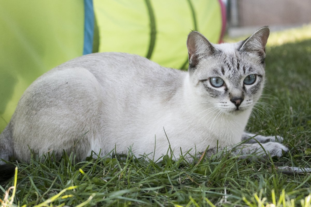 Тайская Блю табби поинт