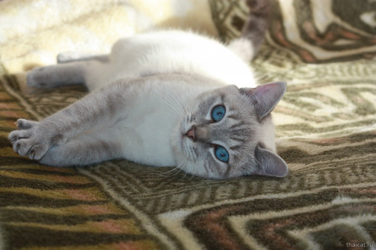 Тайская кошка Блю тебби Пойнт