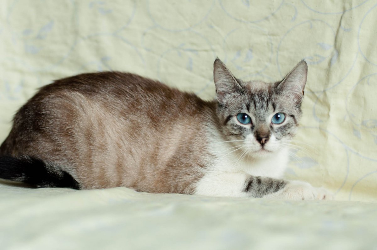 Балинезийский табби Пойнт