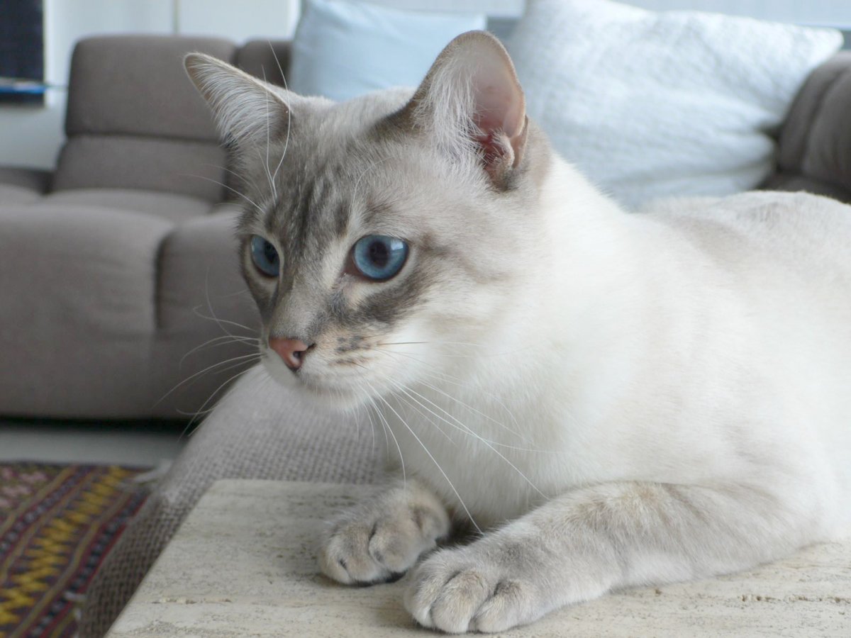 Тайский кот сил тебби Пойнт