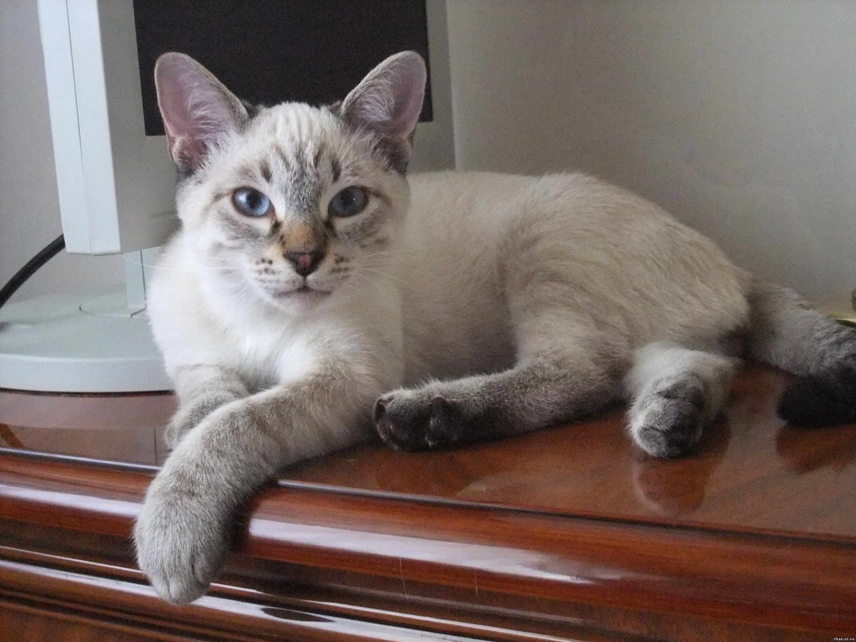 Тайская кошка сил тэбби Пойнт