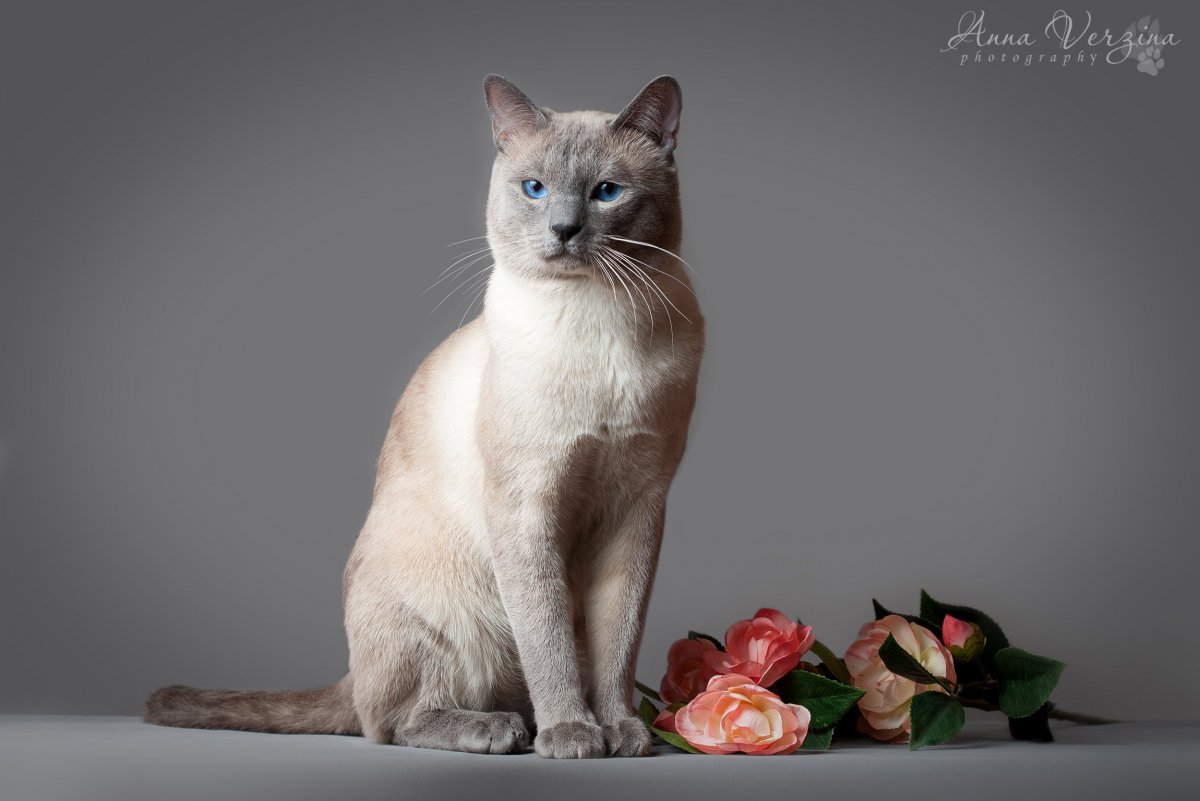 Тайская кошка Блю Пойнт