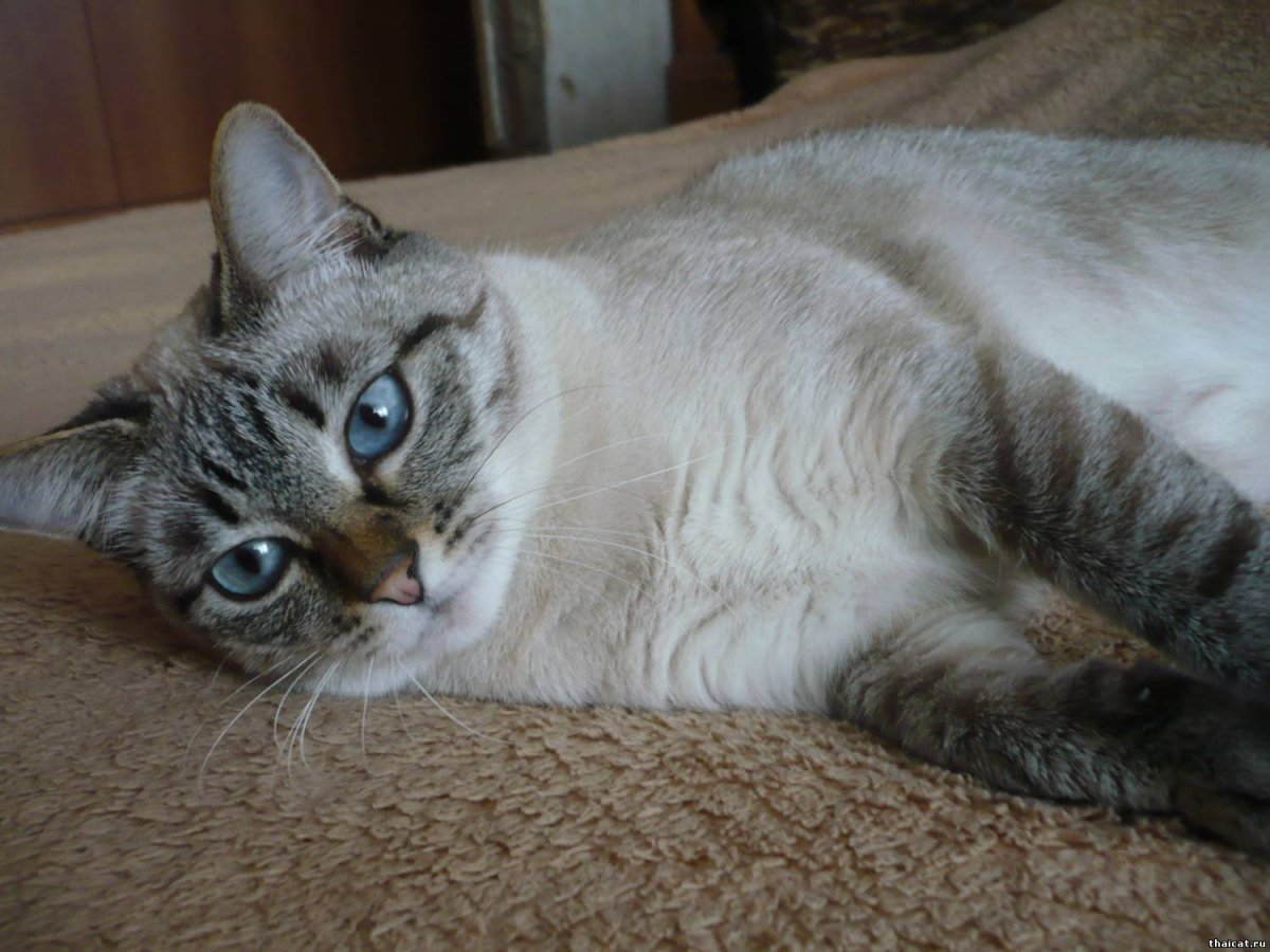Тайская кошка тебби роинт