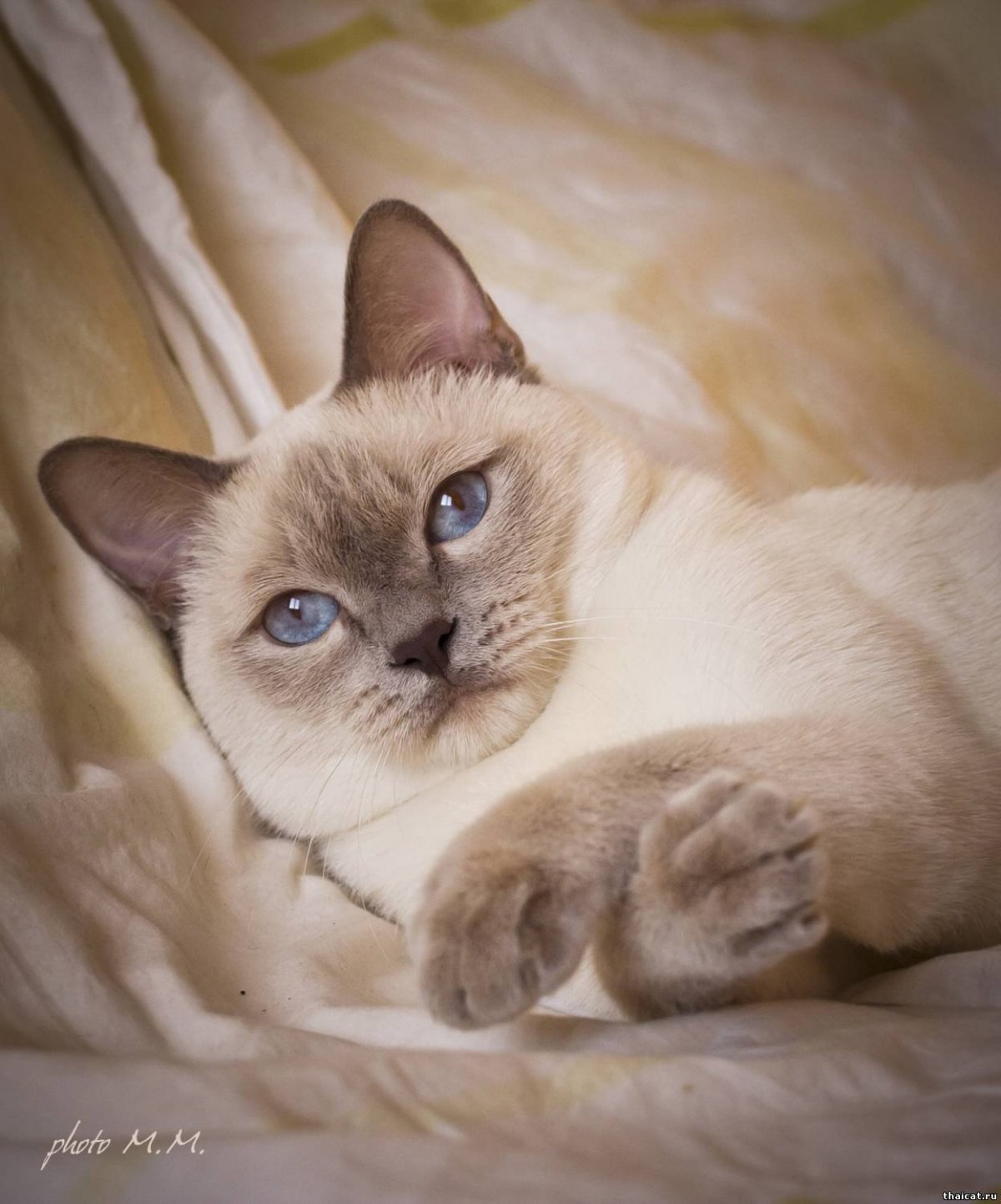 Сиамский табби Блю Пойнт