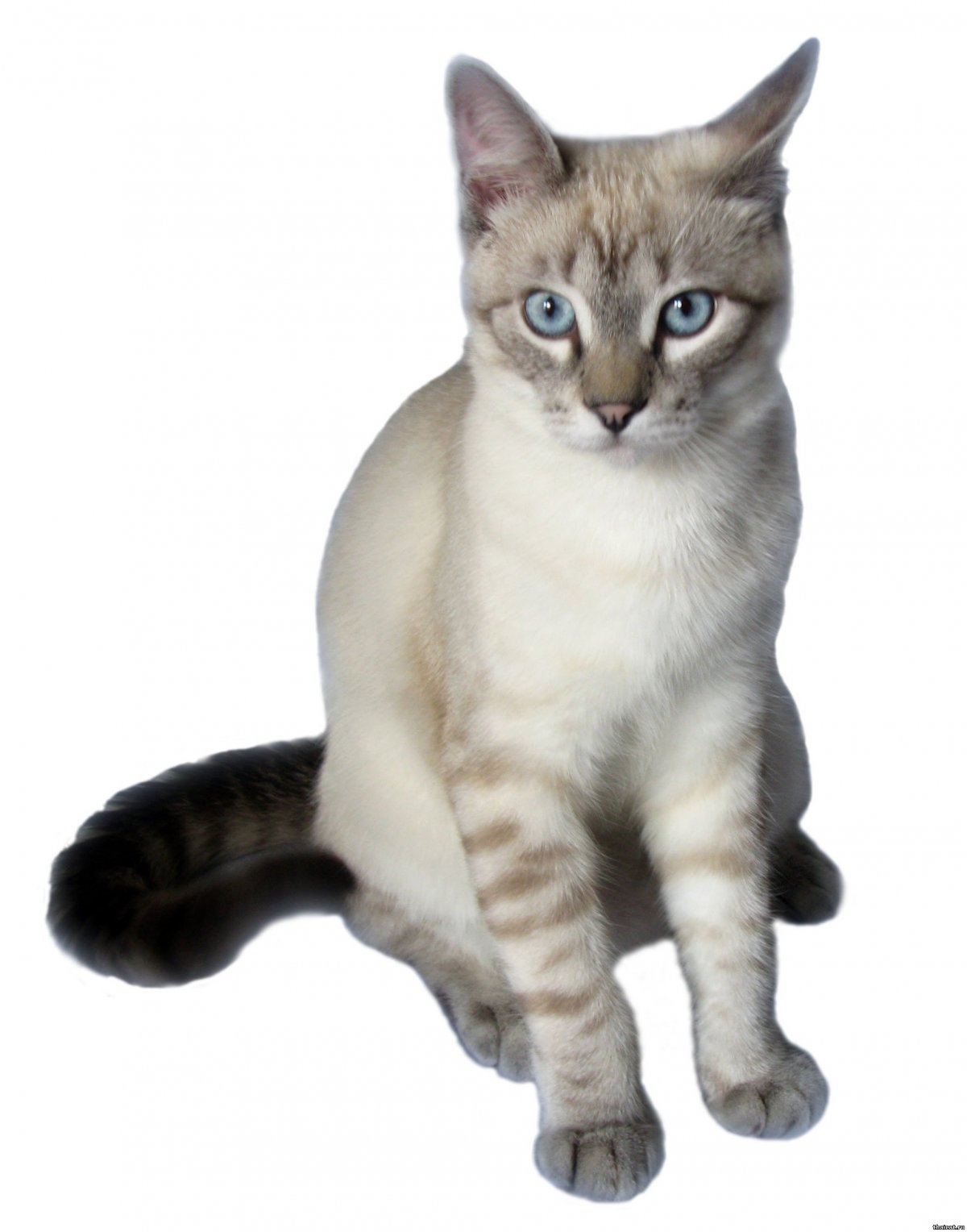 Тайская кошка табби Пойнт