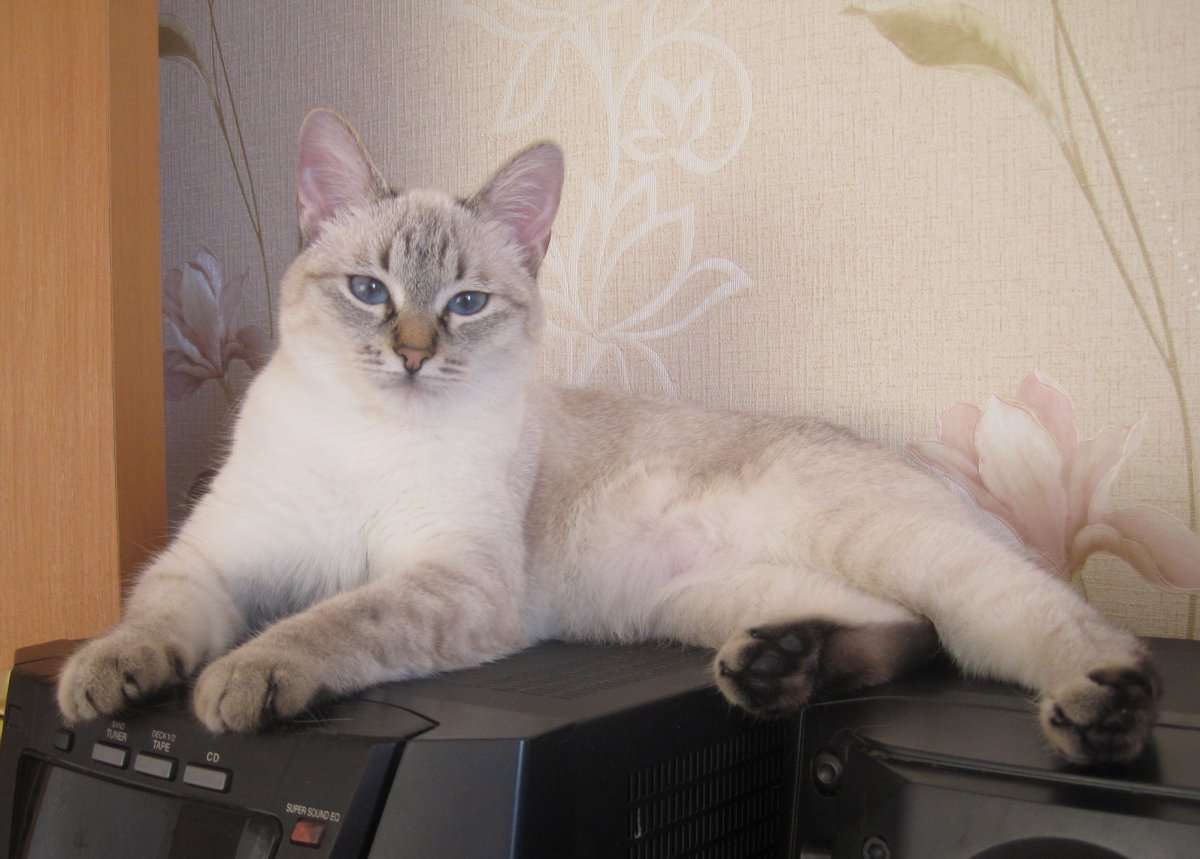 Тайская кошка табби