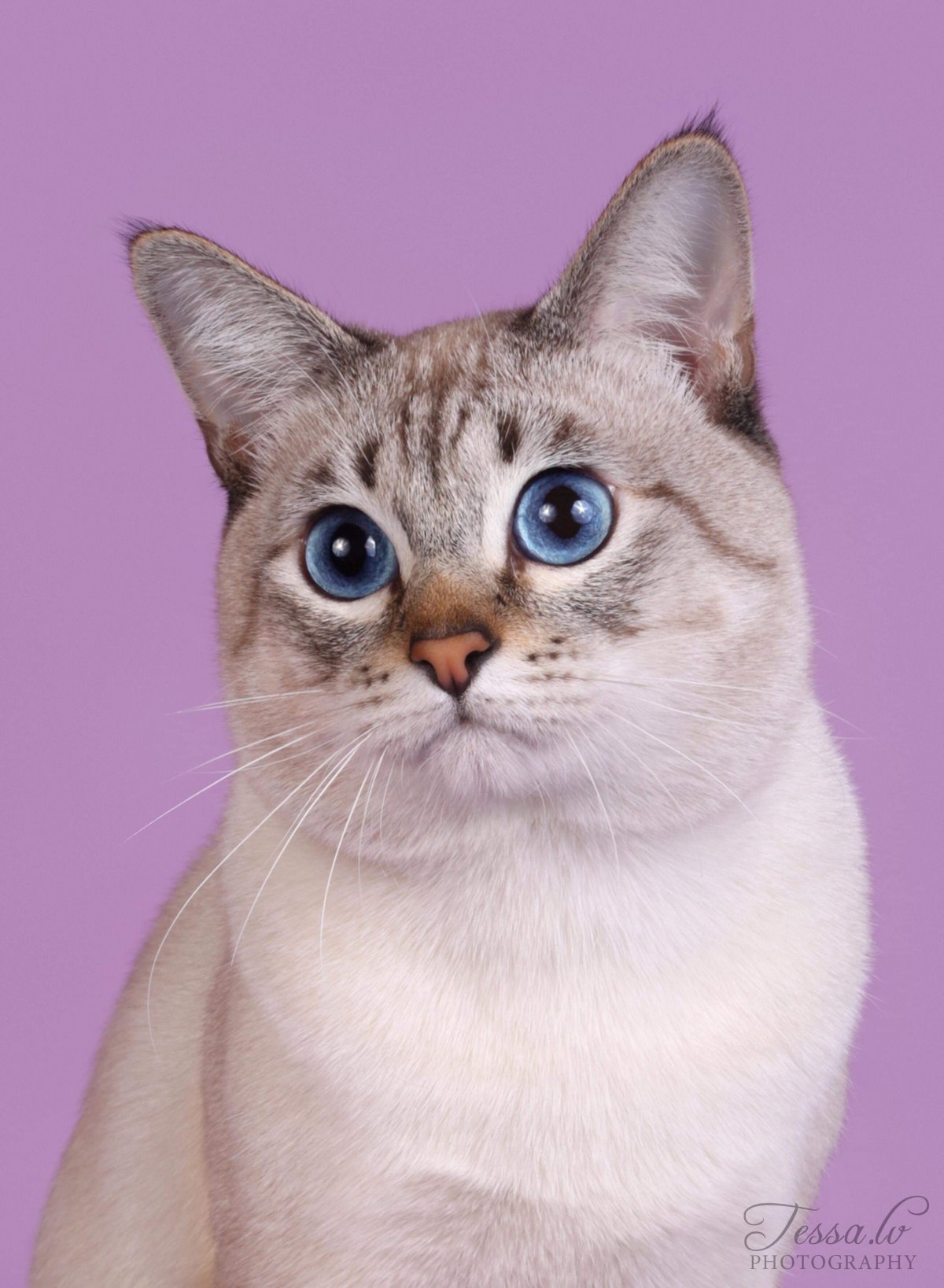 Лайлак тебби Пойнт