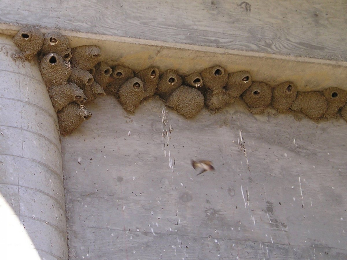 Гнездо паука фото